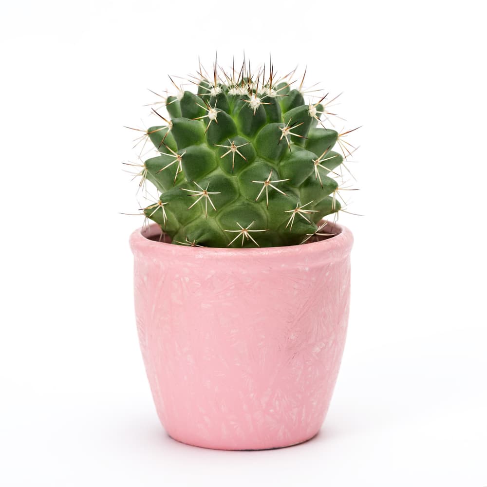 <b>CACTUS</b>
<br>El cactus es una de las plantas más respetadas gracias a las propiedades de protección y fuerza frente a la mala suerte que se le adjudican.