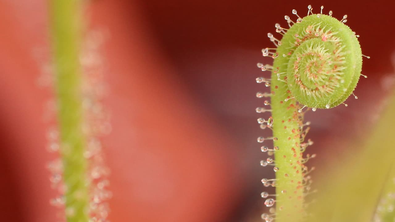 ¿Son peligrosas? Sí, para muchos seres vivos, como insectos y pequeños mamíferos, indica la página de Internet ‘Carnivorous Plants Tips’.
<br>