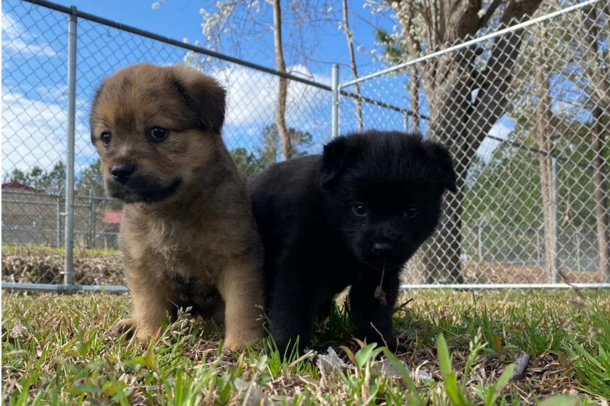 La cultura de adopción en Canadá es mucho más efectiva por lo que los refugios en aquel país están vacíos a diferencia de ciudades como Bakesfield.