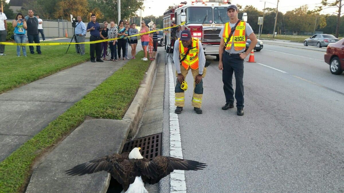 Equipos de rescate buscan la forma de salvar a las dos águilas calvas atrapadas en un drenaje de Orlando.