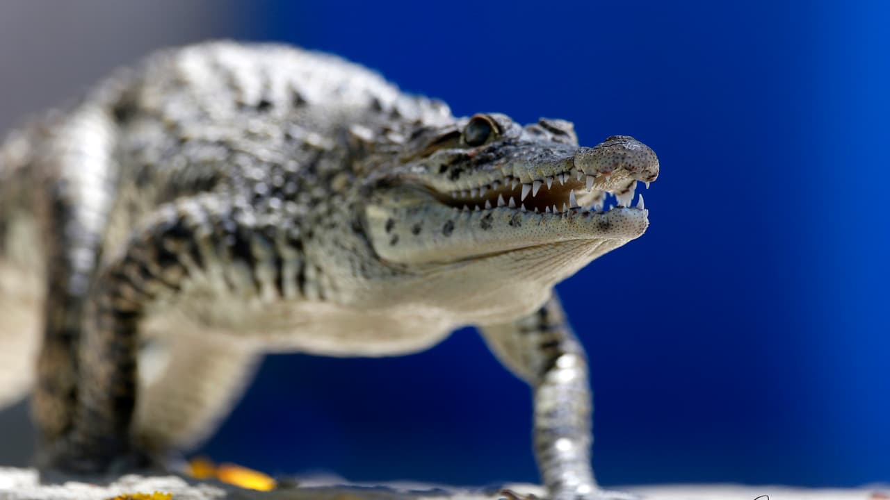 Policía de Chicago encuentra a un caimán en una residencia de Irving Park