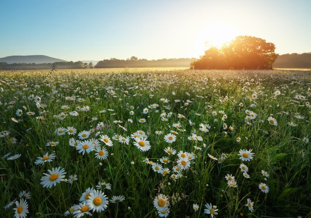 La simbología de la margarita también tiene mucho que ver con el amor y las relaciones de pareja. ¿Quién no ha oído o hecho el típico ritual de deshojar una margarita, preguntando si 'me quiere, no me quiere' con cada pétalo?
