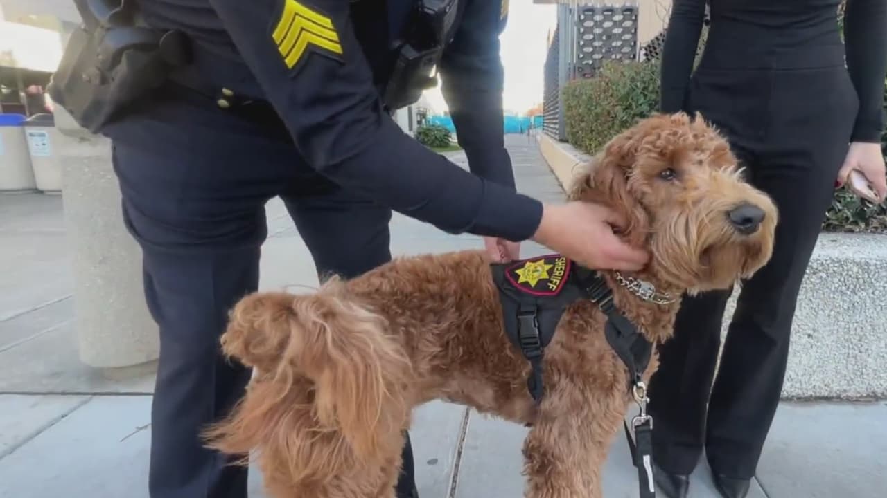 Lanzan programa de terapia con mascotas en el condado de San Mateo