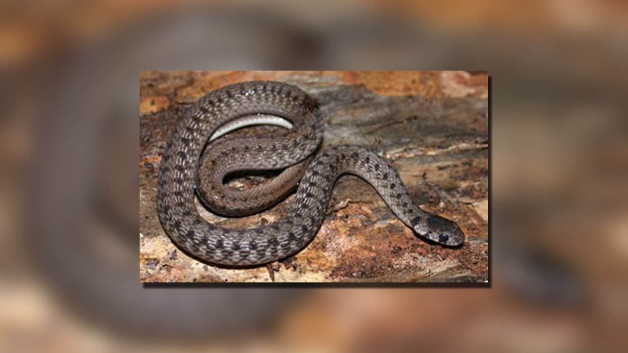 <h3 class="cms-H3-H3"><b>Serpiente</b> <b>parda de Kay/Brown Snake (<i>Storeria dekayi</i>)</b></h3>
<br>
<b>No venenosa</b>
<br>Son serpientes pequeñas que miden entre 6 a 13 pulgadas (de 17 a 33 cm) y 
<b>suelen ser de color marrón, pero también pueden ser de color amarillento</b>, rojizo o marrón grisáceo. Por lo general, tienen dos filas de manchas oscuras, a veces unidas, a lo largo de la espalda y una raya oscura en el costado de la cabeza. El vientre es de color marrón claro a blanco. 
<br>
<br>
<b>A menudo hay una serie de pequeños puntos negros a lo largo de cada lado del abdomen.</b>
<br>
<br>
<b>A veces salen por la tarde o por la noche y, ocasionalmente, se les ve cruzando carreteras.</b> Se alimentan casi exclusivamente de babosas y lombrices de tierra. Las serpientes son vivíparas y las hembras dan a luz de 3 a 31 crías a fines del verano. Probablemente alcancen la madurez sexual entre los 2 y 3 años.