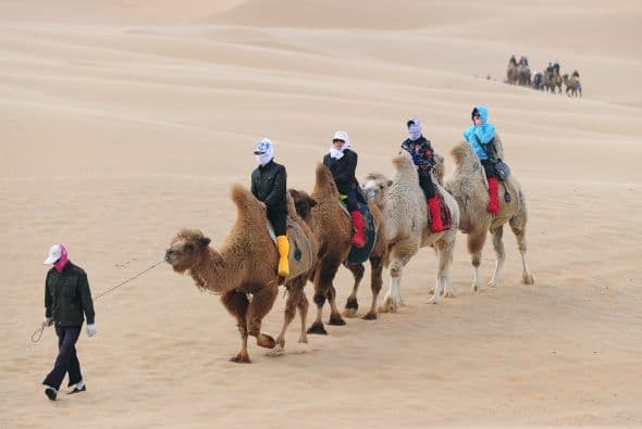 Cientos de personas llegan con sus camellos a los concursos.