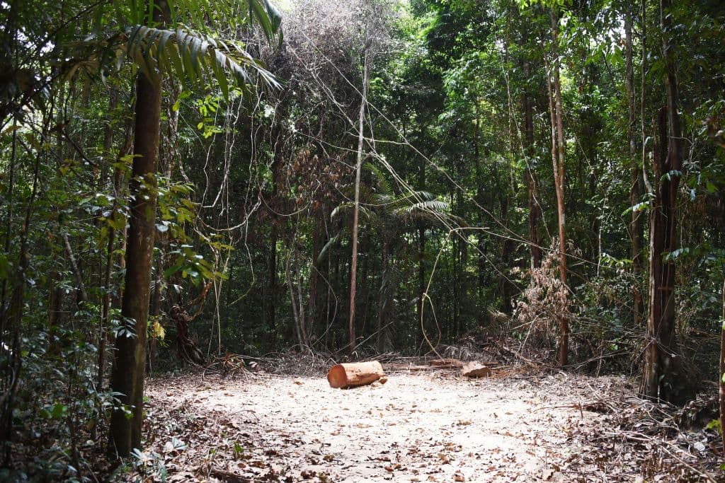 Dos hermanos de 6 y 8 años sobreviven solos en la selva amazónica por 4 semanas: cómo lo hicieron