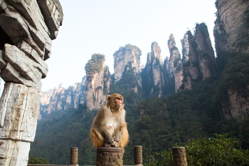 Cuando eres amigo de un mono, cuidará de ti: son una buena oreja para escucharte y aconsejarte, además de que su eterna curiosidad le lleva a estar informado en distintas áreas y buscar el mejor camino o consejo para cualquier problema.
