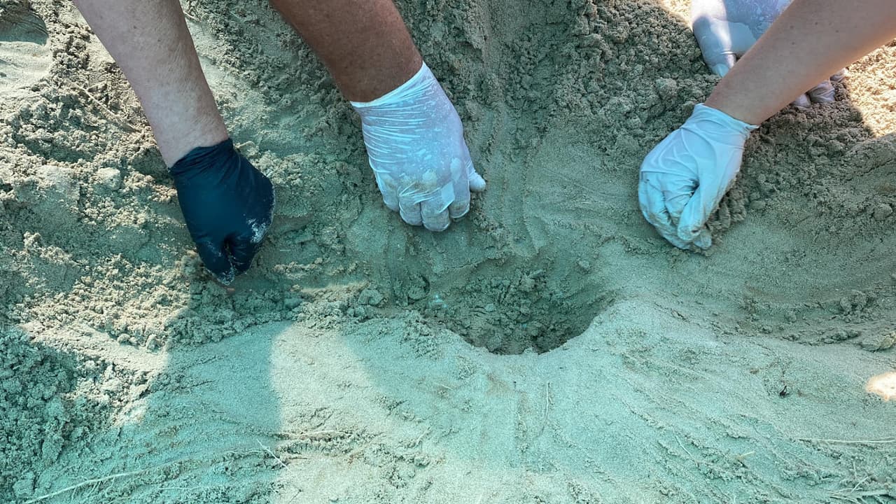 Esta empleada del parque contactó a los expertos del centro de investigación y recibió instrucciones sobre cómo manejar la situación hasta que llegó la “patrulla de tortugas”. Se contactó a los guardaparques y salieron a ayudar en todo lo que pudieron.