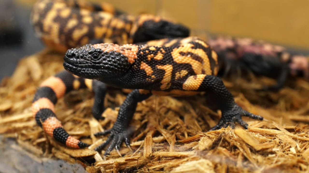 Un hombre de 74 años terminó hospitalizado en estado crítico después de 
<b>ser mordido por un venenoso monstruo de Gila</b> en la zona de 
<b>Green Valley </b>el pasado 2 de junio. De acuerdo con el reporte de los bomberos, el hombre intentaba sacar al monstruo de Gila de la carretera y salvarlo del tráfico, pero esto provocó que el reptil lo mordiera en dos ocasiones en las manos, poniendo su vida en riesgo. 
<a href="https://www.univision.com/local/arizona-ktvw/hombre-mordido-monstruo-de-gila-estado-critico">Más detalles en este enlace</a>.