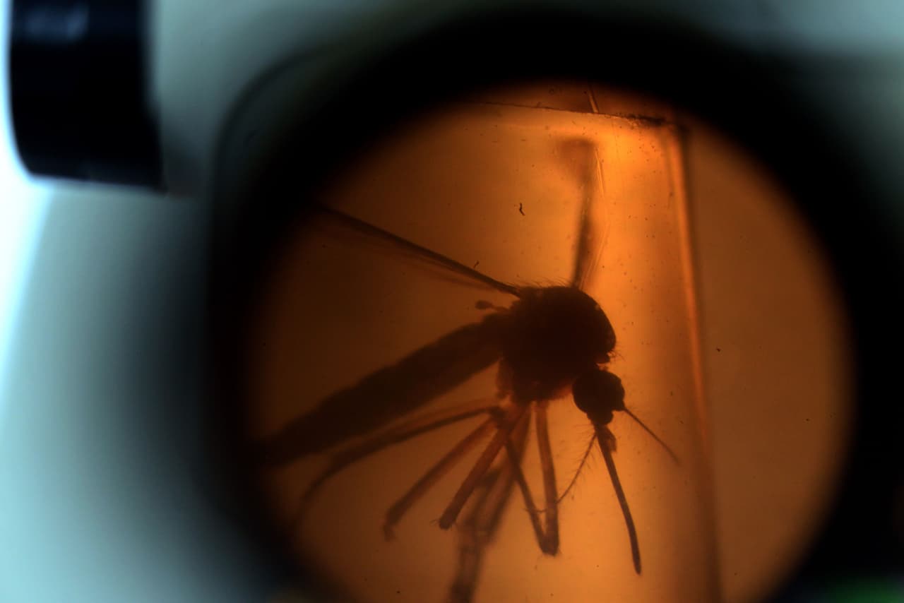 Se disparan los casos de zika en Puerto Rico 