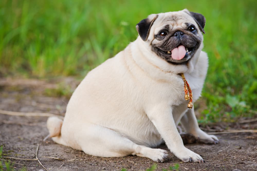 <b>PISCIS: Pug</b>
<br>Son de los signos más sensibles y cariñosos del zodiaco, es por eso que los pug serían los compañeros ideales para los piscianos.