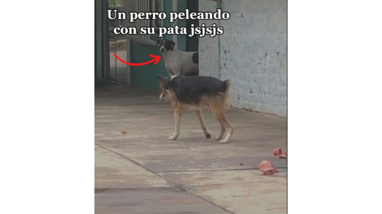 El otro perrito curioso aparece pocos segundos, pero no pasó desapercibido