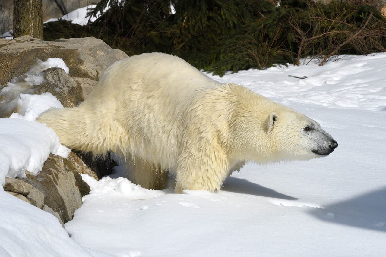 Los osos polares se encuentran actualmente en la lista de especies vulnerables de la Unión Internacional para la Conservación de la Naturaleza (UICN). La principal amenaza de la disminución de la especie se debe a la reducción del acceso a su principal fuente de alimento, las focas, debido al cambio climático que derrite el hielo marino y otros factores ambientales. 
<br>