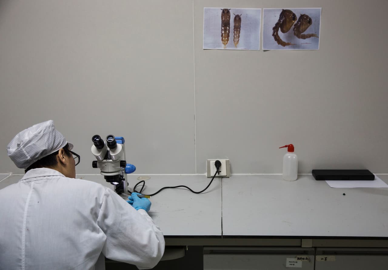 Para la esterilización se usa una bacteria llamada Wolbachia pipientissta, capaz de inhibir el zika y otros virus asociados como el dengue.