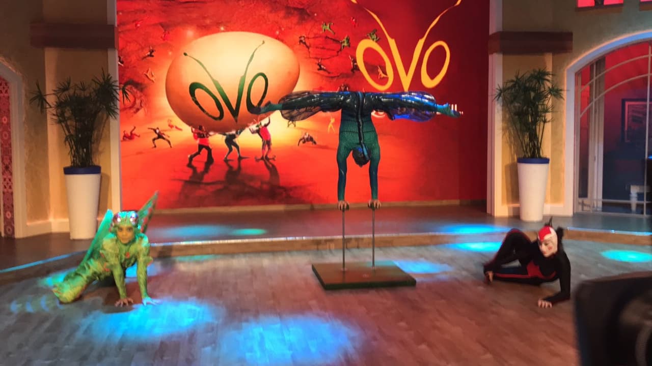 Los insectos son los protagonistas de este show lleno de energía, movimiento, diversión y color.