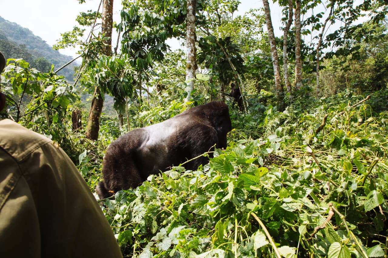 Esta imagen fue tomada desde detrás de un rastreador mientras se comunicaba con un gorila macho ‘espalda plateada’ y su familia. La confianza que permite tal acercamiento se logra con mucho trabajo para que el grupo confíe en él y lo acepte en su núcleo. Una muestra del enorme trabajo de fondo que se lleva a cabo para la conservación de esta especie.