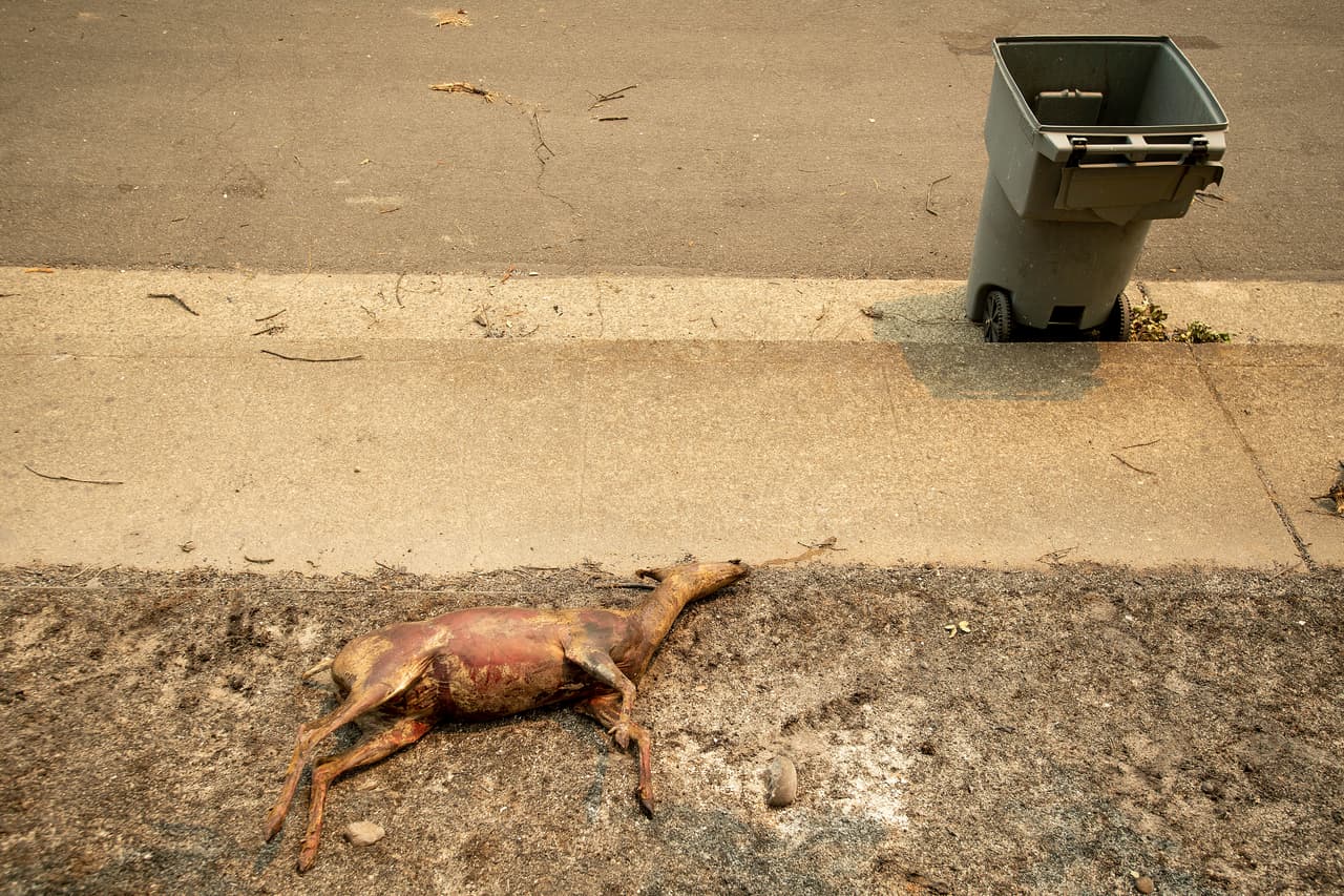 Un venado yace quemado en una acera de Redding, California, luego del paso del incendio Carr.