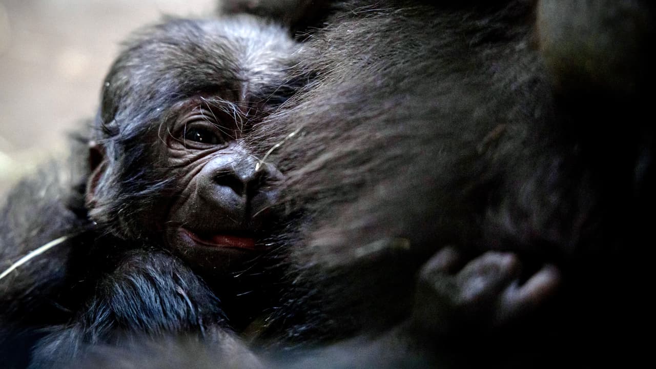 El Zoo de Fort Worth presenta su nuevo integrante, es un gorila macho de llanura occidental.