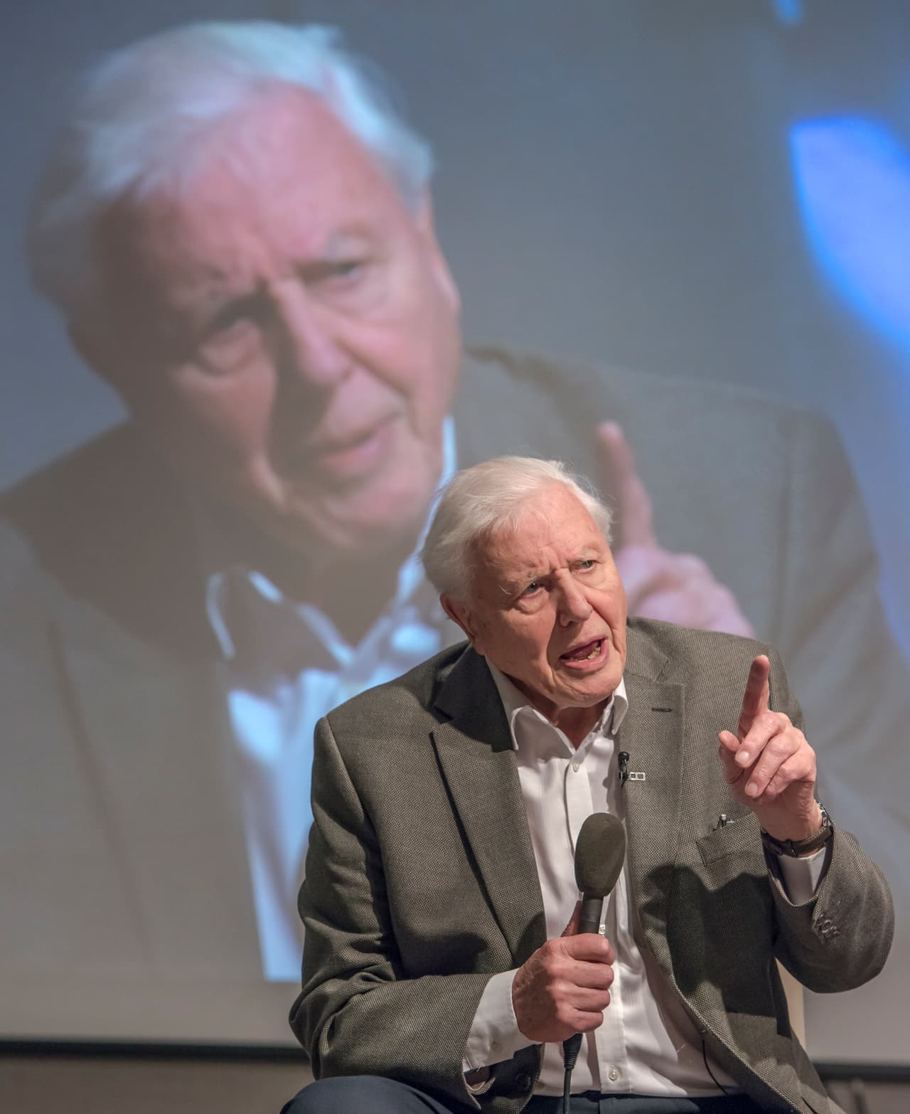 Se cree que el tiburón gigante al que perteneció ese diente medía 
<b>hasta 49 pies</b> (15 metros) de longitud, el doble del gran tiburón blanco, el más grande que existe en la actualidad.
<br>