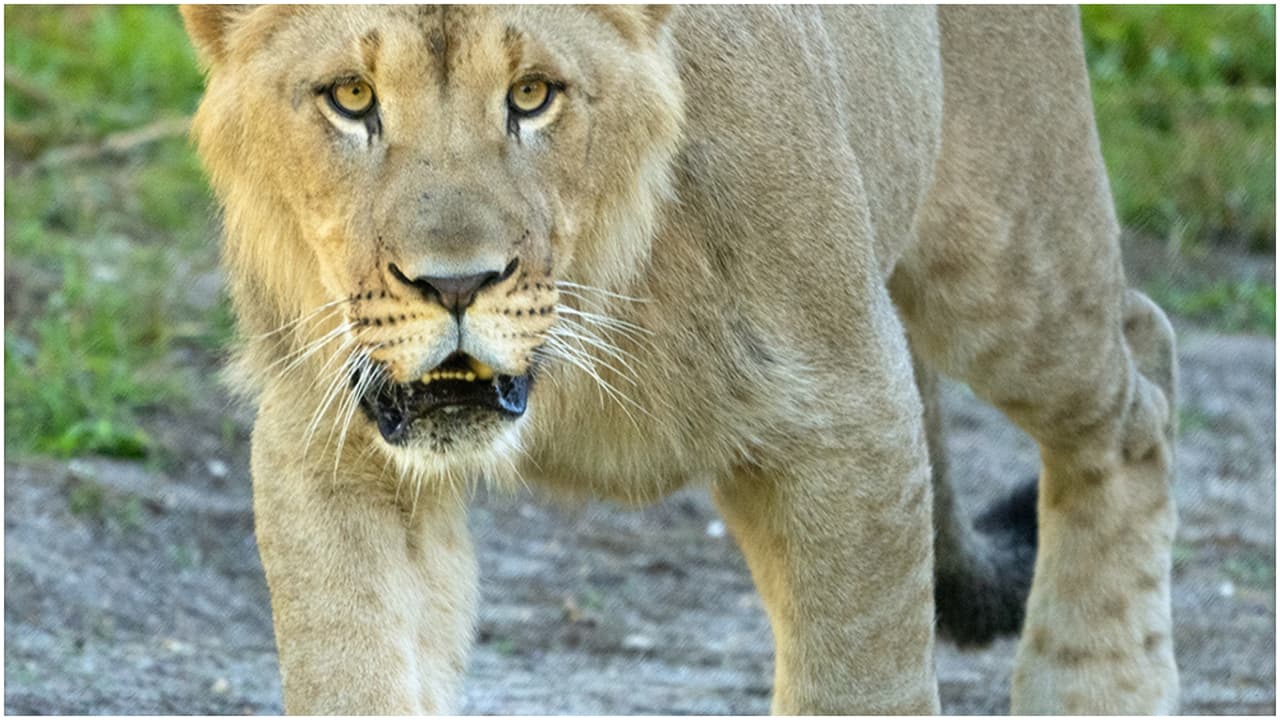 Los leones son hermanos que nacieron en junio de 2024.