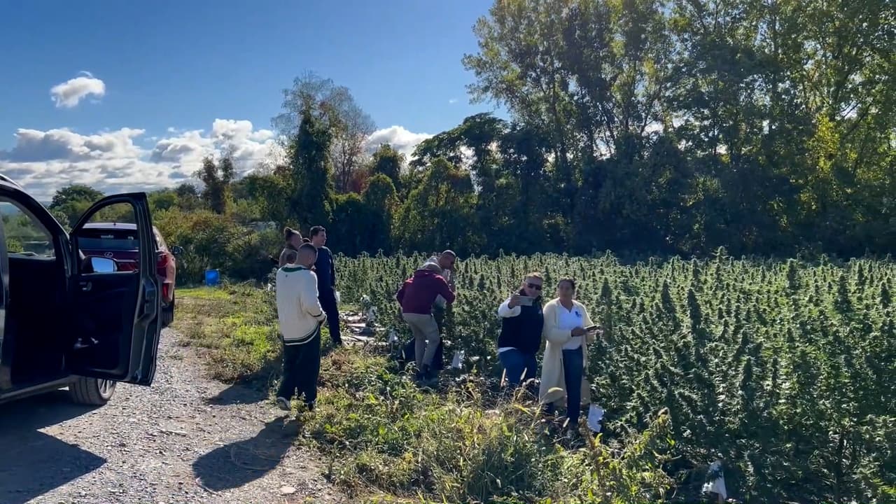 Hispanos buscan oportunidades en el negocio de la marihuana en Nueva York