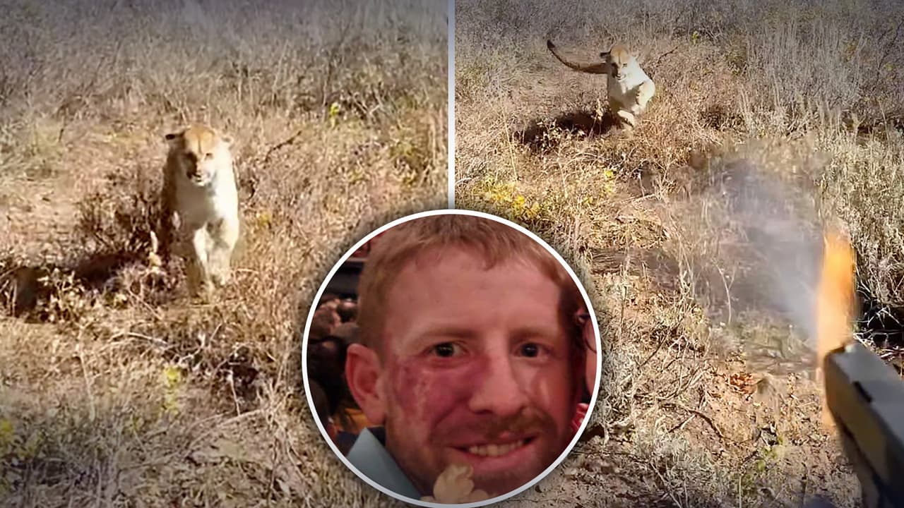 De cazador a presa: Video revela cómo un hombre logra defenderse del ataque de un león de montaña