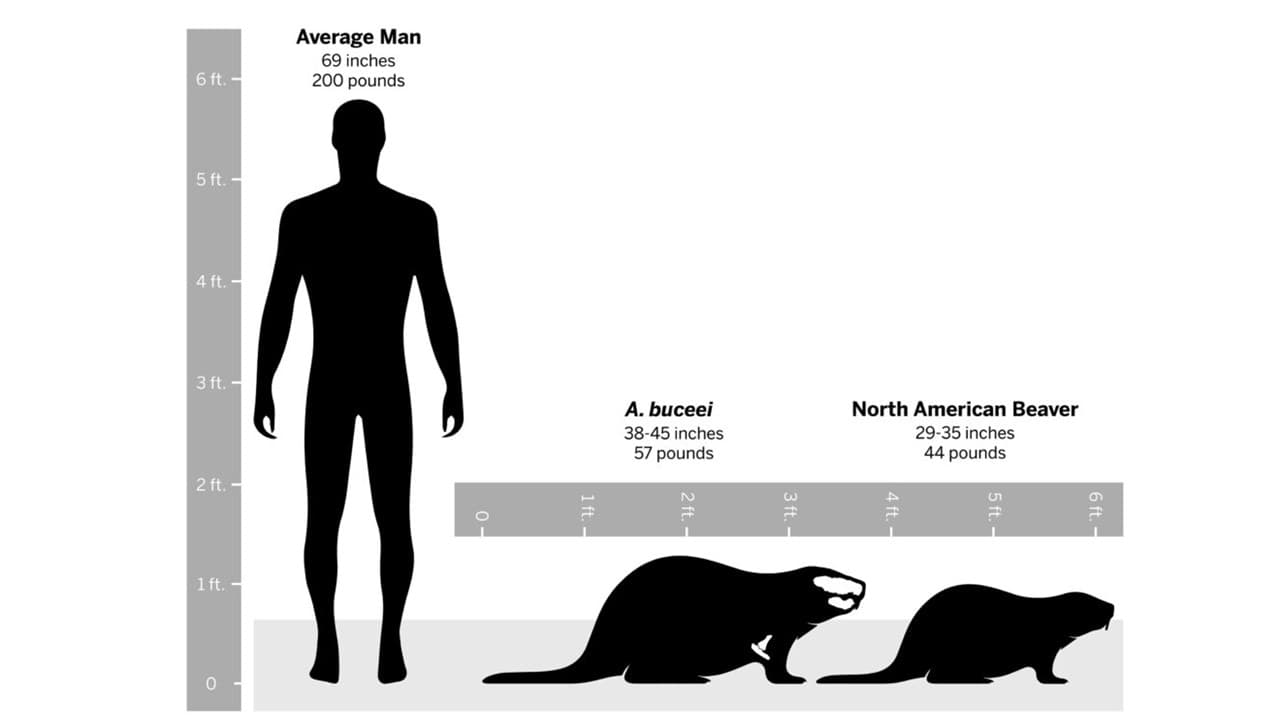En esta gráfica se compara el tamaño de 
<i>Anchitheriomys buceei</i> con el de un castor norteamericano medio y el de un hombre medio en Estados Unidos. Delineados en blanco están los huesos fósiles de las colecciones de la UT.