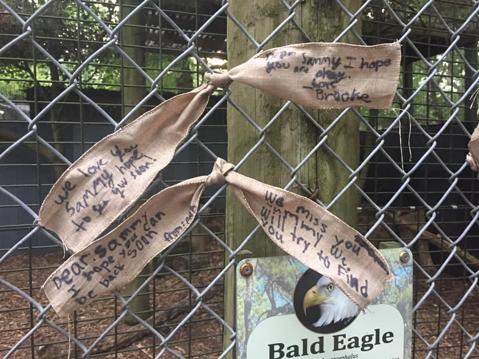 "Queremos que vuelva ilesa": refugio de vida silvestre de Nueva York reporta el presunto robo de un águila calva