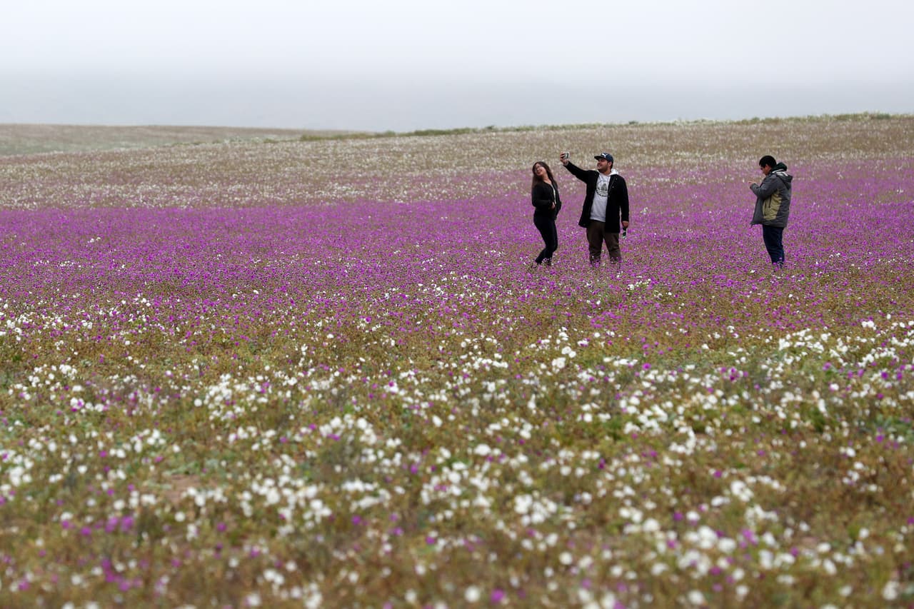 Atacama es el desierto no polar más árido de la tierra. Esta sorpresiva floración llegó apenas dos años después de la anterior, que ocurrió en 2015. Muchos turistas se acercan al campo de flores para tomarse fotografías.