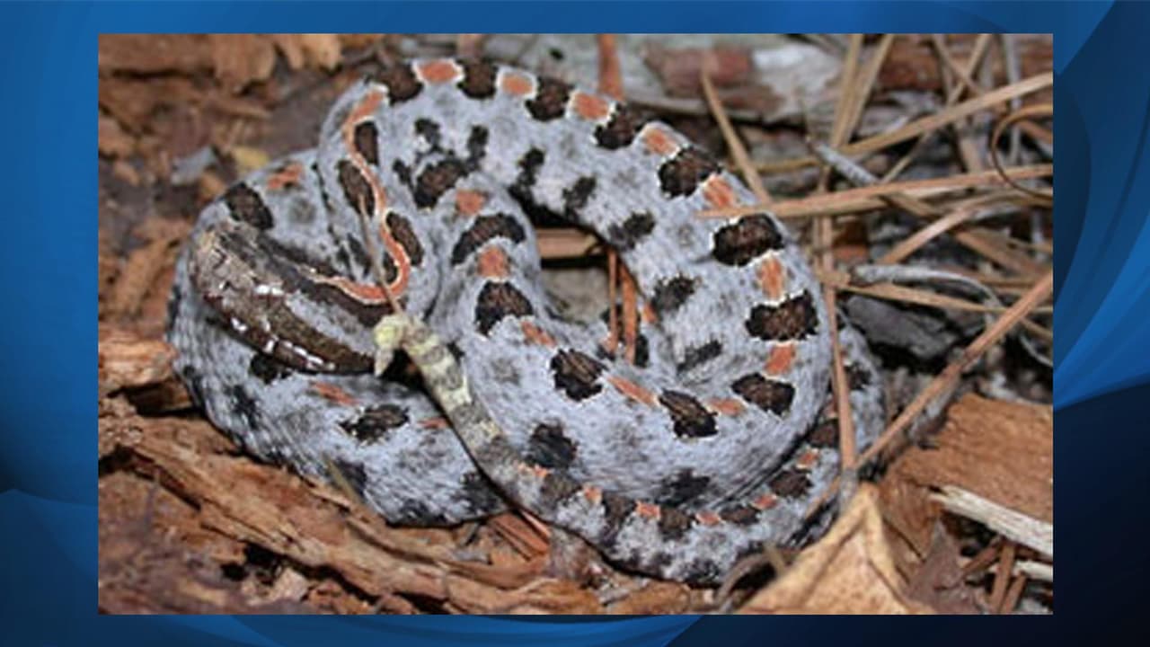 <b>Pigmy Rattlesnake (<i>Sistrurus miliarius</i>). </b>Esta serpiente puede llegar a medir de 14 a 22 pulgadas. A diferencia de las serpientes de cascabel más grandes del género Crotalus, esta especie tiene nueve escamas grandes en la parte superior de la cabeza y un pequeño sonajero que rara vez se puede escuchar.