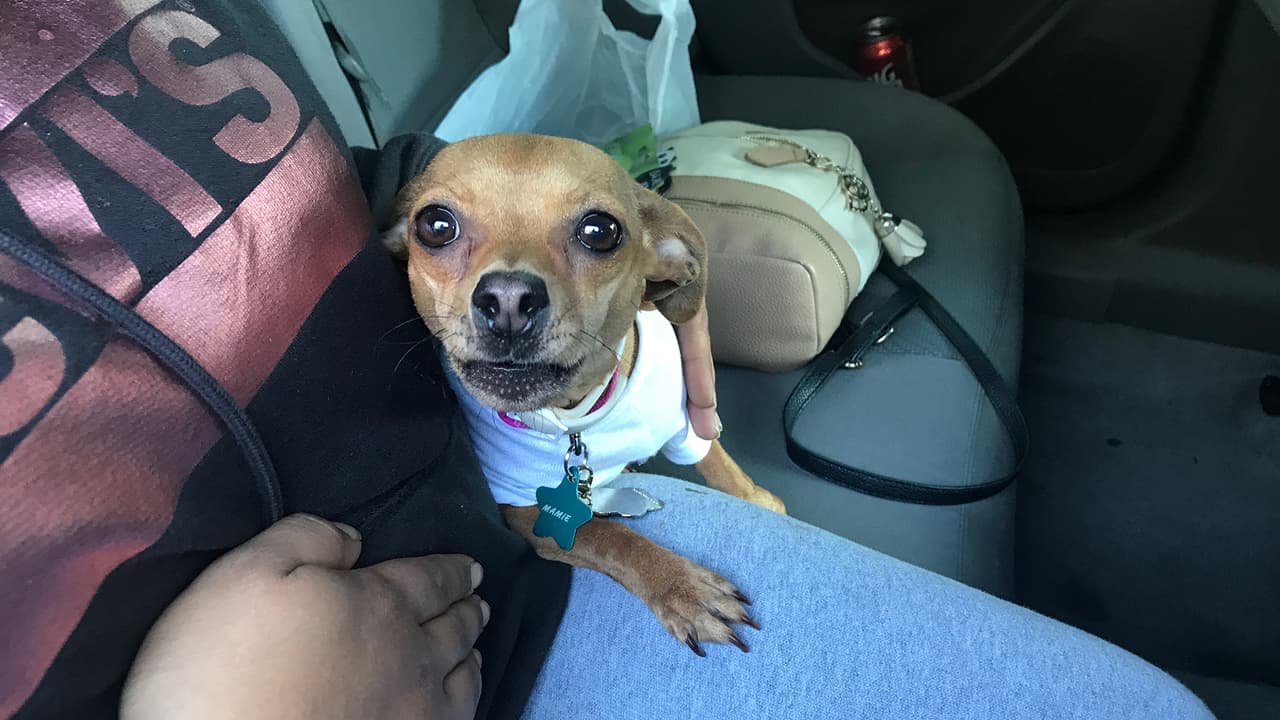 Además de la comida gratis, los dueños de mascotas también recibieron información sobre recursos adicionales que ofrece Houston Humane Society.