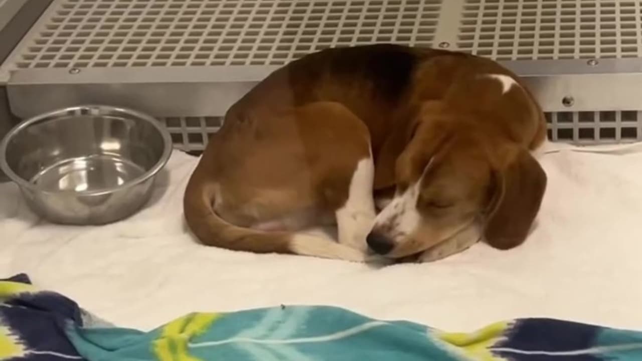 Si deseas más información 
<b>sobre el proceso de adopción o quieres darle un hogar a uno de estos perros,</b> visita el 
<b><a href="https://www.pawschicago.org/how-to-help/foster/?fbclid=IwY2xjawRkj-RleHRuA2FlbQIxMABicmlkETFSOGU2eHY4T2swb3hXWUZyc3J0YwZhcHBfaWQQMjIyMDM5MTc4ODIwMDg5MgABHmWmNVRGfJcmzNP2tSNQQiShOqOSpfZJeK9eURJ-kGIk3KZISHvAbsIe60Gv_aem_738kgD6Rw4xmRMyBxoSLoA" target="_blank">sitio web oficial de PAWS Chicago. </a></b>