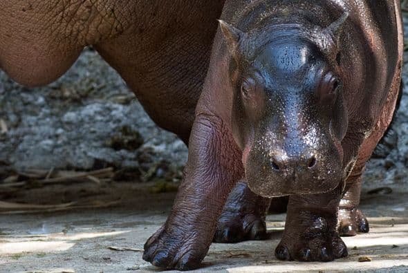 La segunda opción es Haji, que significa 'noble' en swahili.