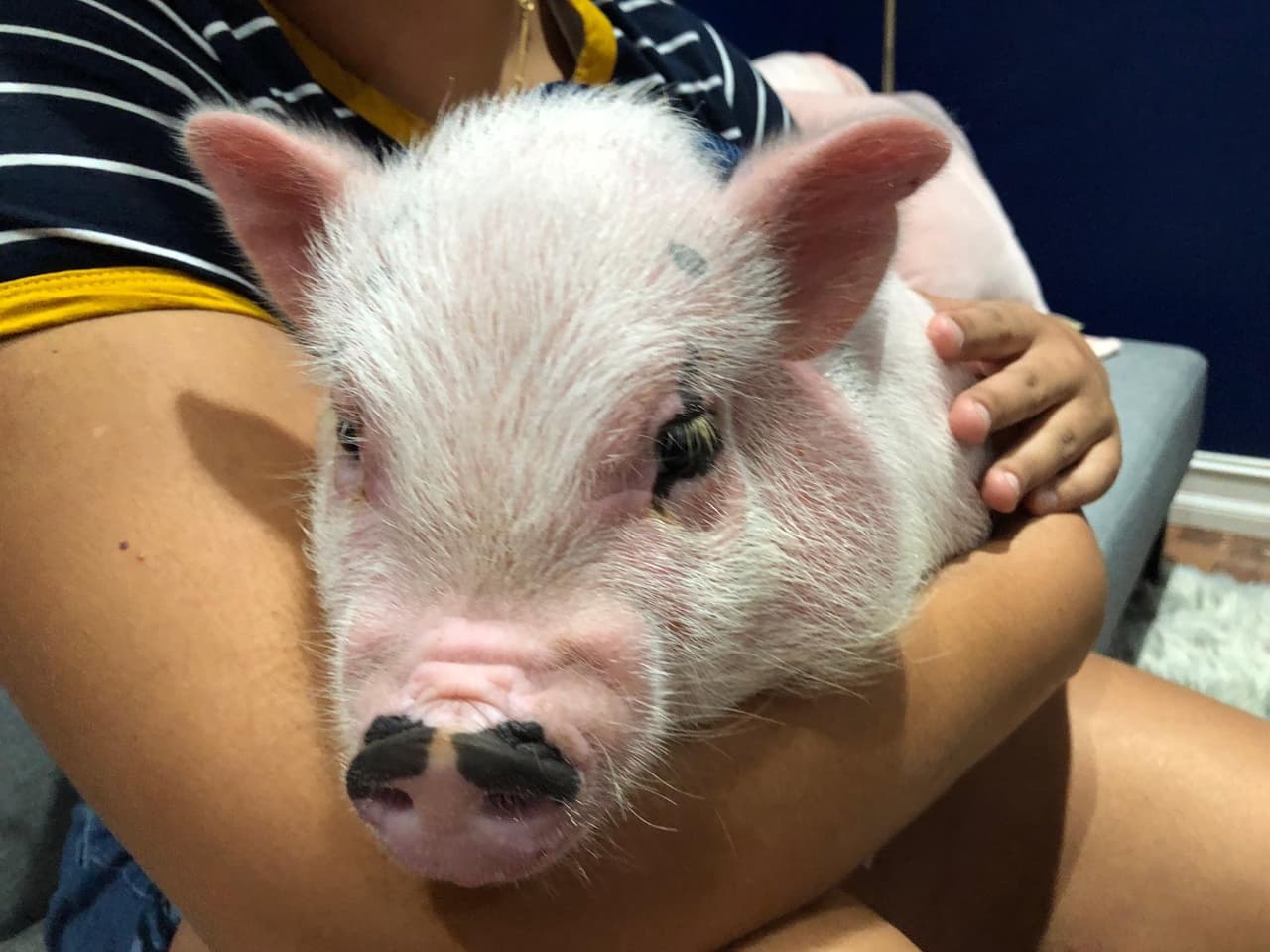 Con la llegada de Hamilton, la alegría volvió al hogar de la familia Velasco, quienes nunca perdieron la esperanza de encontrar a su mascota.