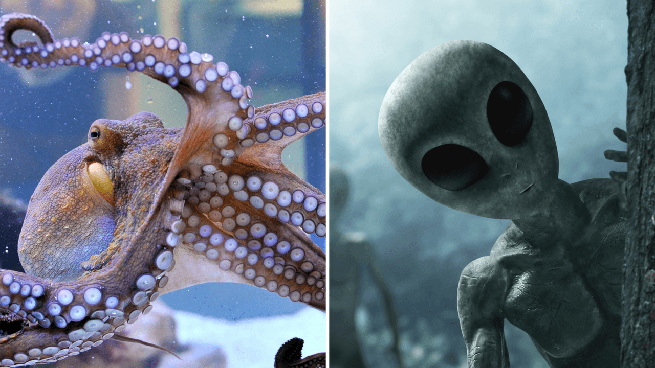 ¿Los pulpos en realidad son extraterrestres? Lo que dice una teoría y la ciencia