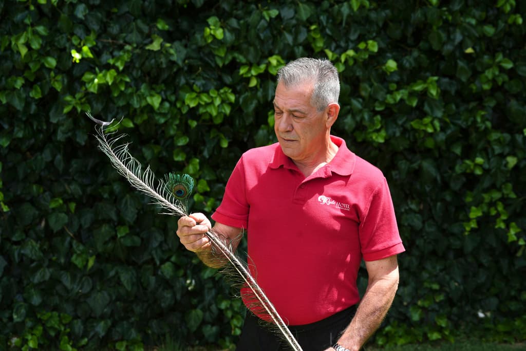 David Nielsen, gerente general del hotel Ryde, en Walnut Grove, Sacramento, se pregunta qué pasó con decenas de pavos reales que daban vida a la histórica hospedería Art Deco. En un reciente conteo, solo identificaron a cuatro.