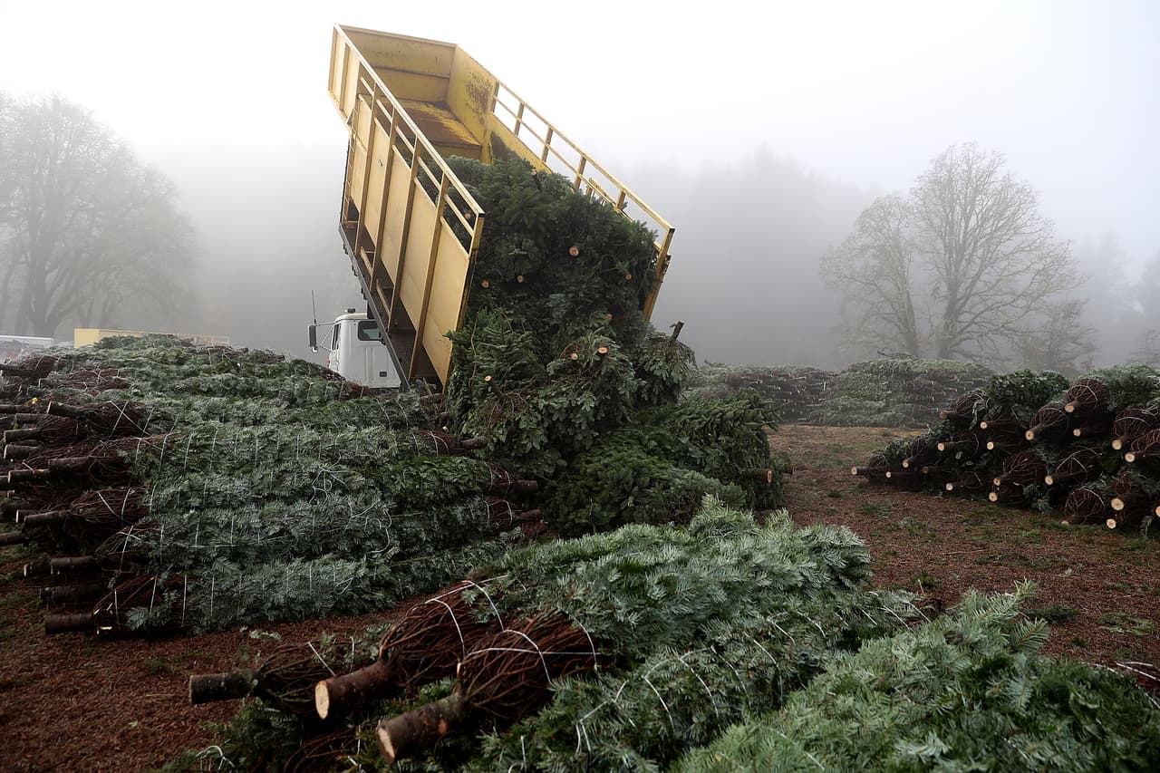 Miles de árboles se van acumulando en el patio de envío desde donde se distribuirán a todo el país.
