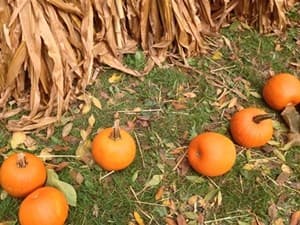 Huerto de calabazas en el Lincoln Park Cultural Center este sábado 3 de octubre de las 10:30 am a las 2:30 pm. Habrá juegos, carnavales, petting zoo, entre otros. Los boletos cuestan $1 dólar. La cita es en el 2045 N. Lincoln Park West.