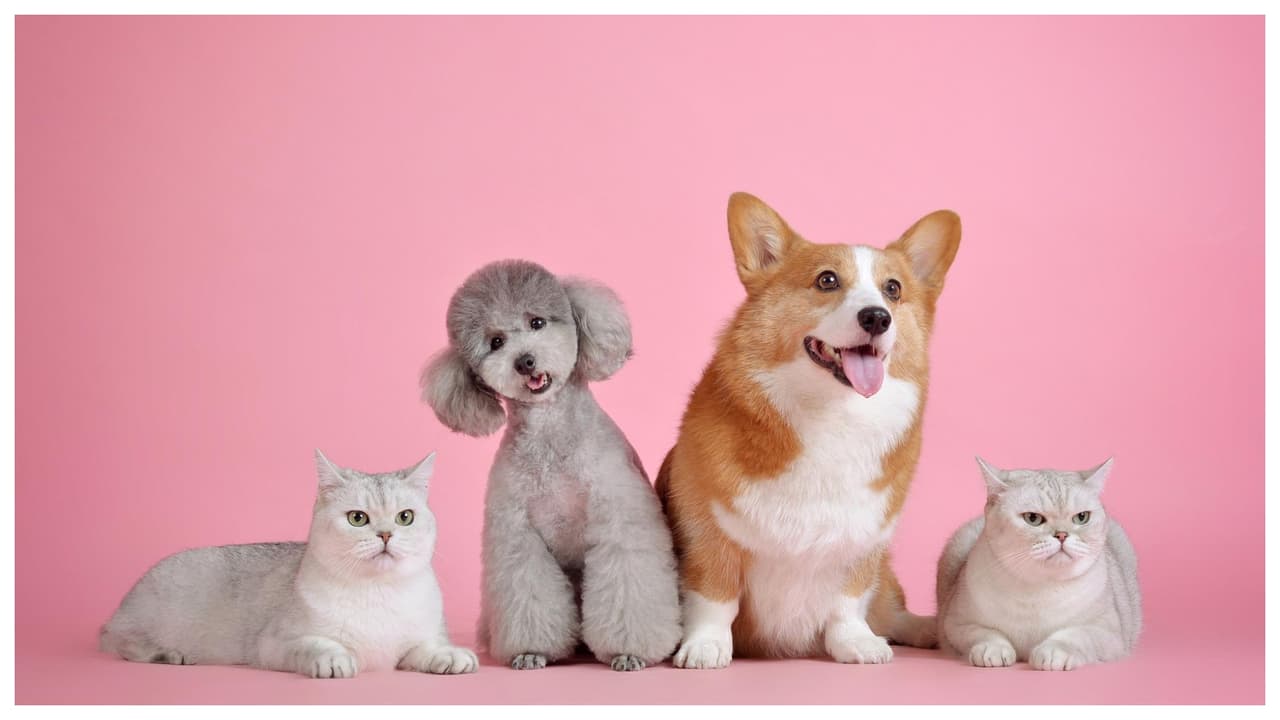 Vacunas y cortes de uñas gratis para las mascotas en Staten Island