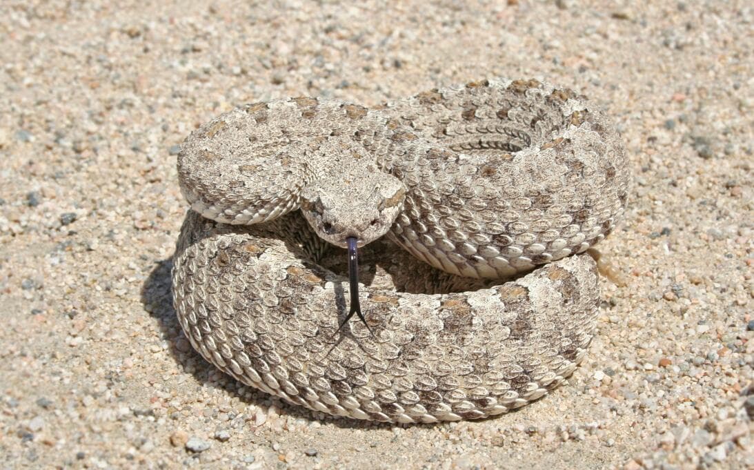 <b>Sidewinder Rattlesnake</b>
<br>Los Sidewinders miden entre 17 y 30 pulgadas de largo, con escamas únicas en forma de cuerno sobre sus ojos. A menudo se entierran en la arena mientras esperan que pase una posible presa.