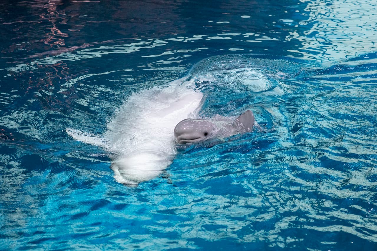 En video: El acuario Shedd da la bienvenida a un sano bebé beluga