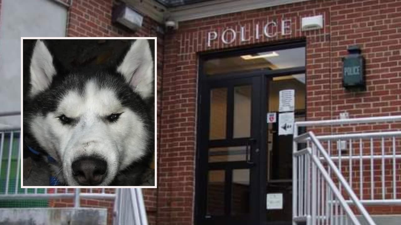 Investigan muerte de un perro husky en Nueva Jersey; tenía una cuerda enganchada al collar