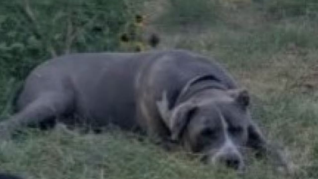 Buscan a sospechoso de quemar vivo a un perro al oeste de Phoenix