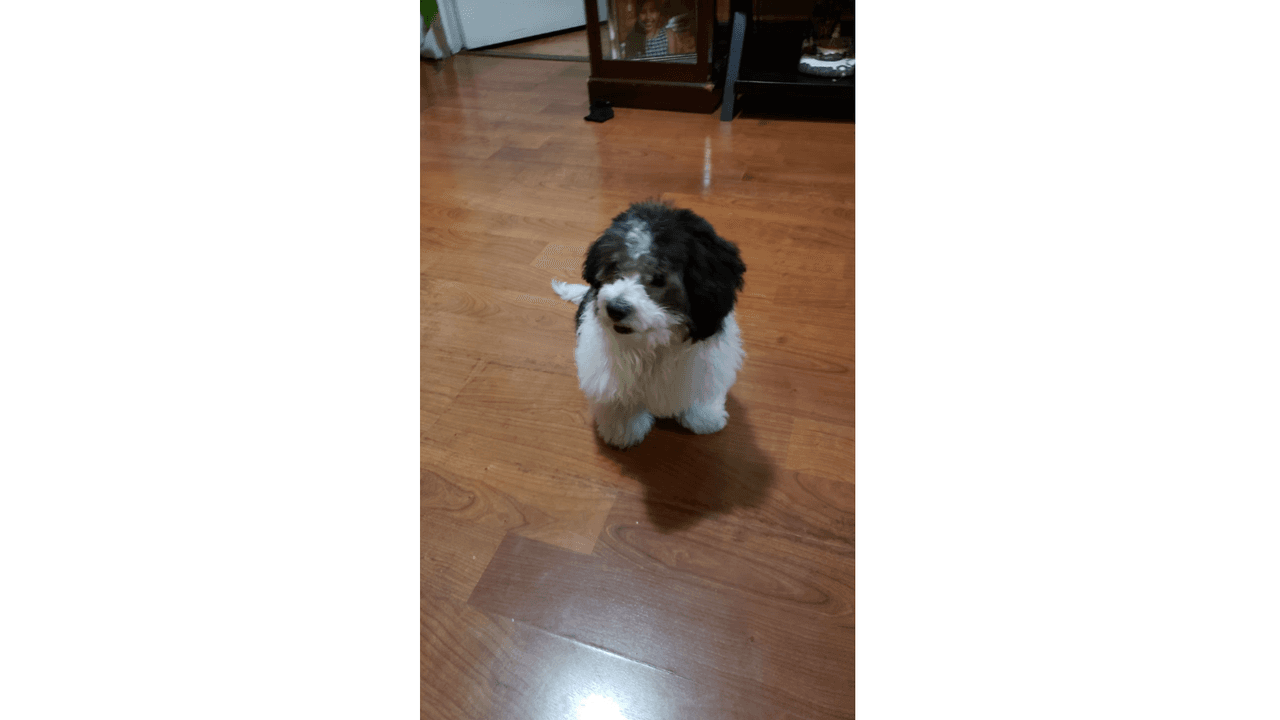 La mascota de Martha.