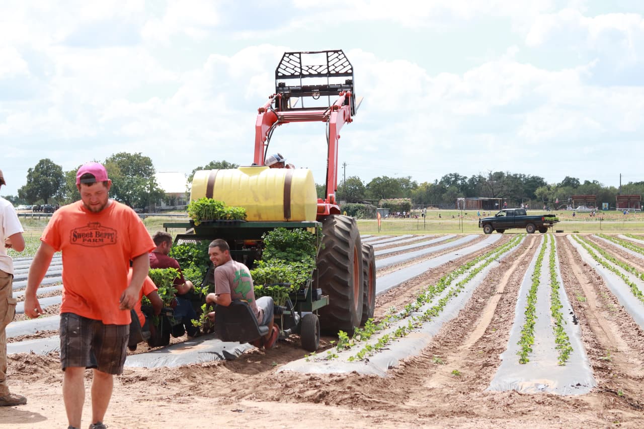 Desde otoño, 
<a href="https://www.univision.com/local/austin-kakw/en-esta-finca-puedes-tomar-todas-las-flores-que-desees-por-4-fotos">decenas de trabajadores sembraron las plantas para que estuvieran listas para esta fecha</a>. Los visitantes pueden recolectar fresas desde este fin de semana hasta mayo, que culmina la temporada de cosecha.