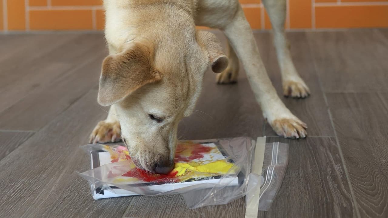 Simba ansiosa comiendo su maní mientras crea su pieza de arte.