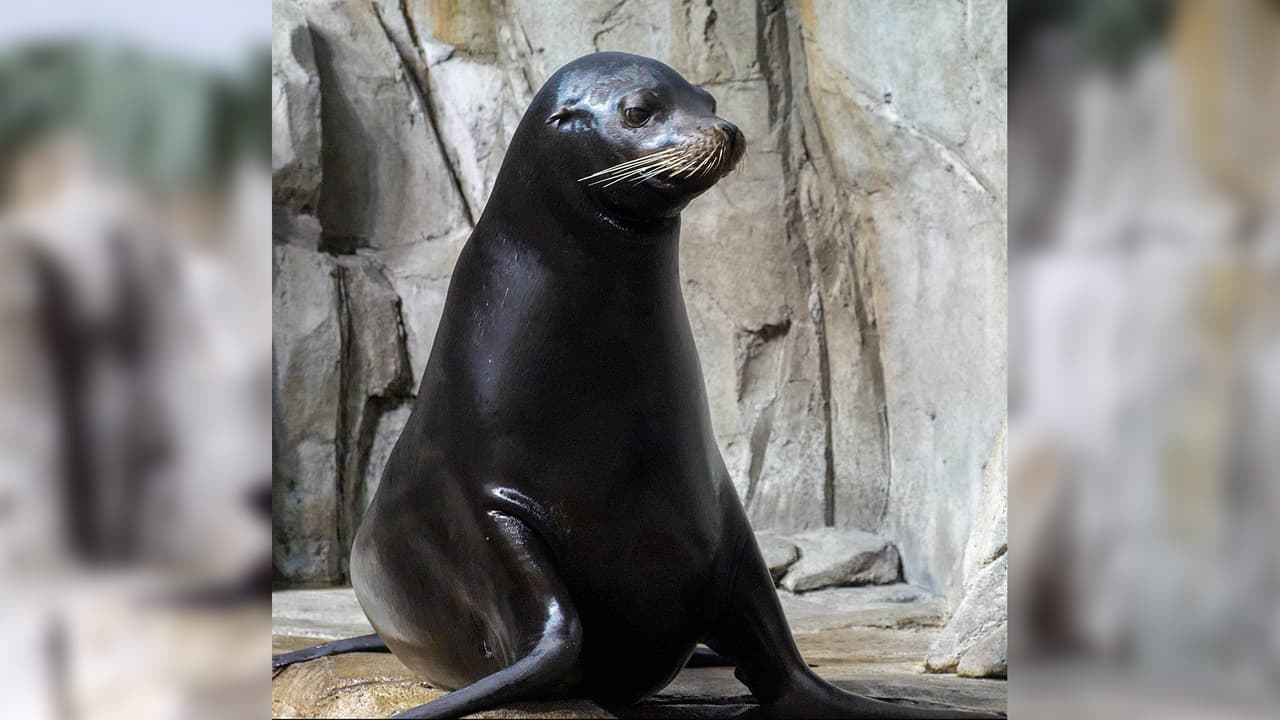 Duke viene desde el 
<b><a href="https://denverzoo.org/" target="_blank">Zoológico de Denver. </a></b>