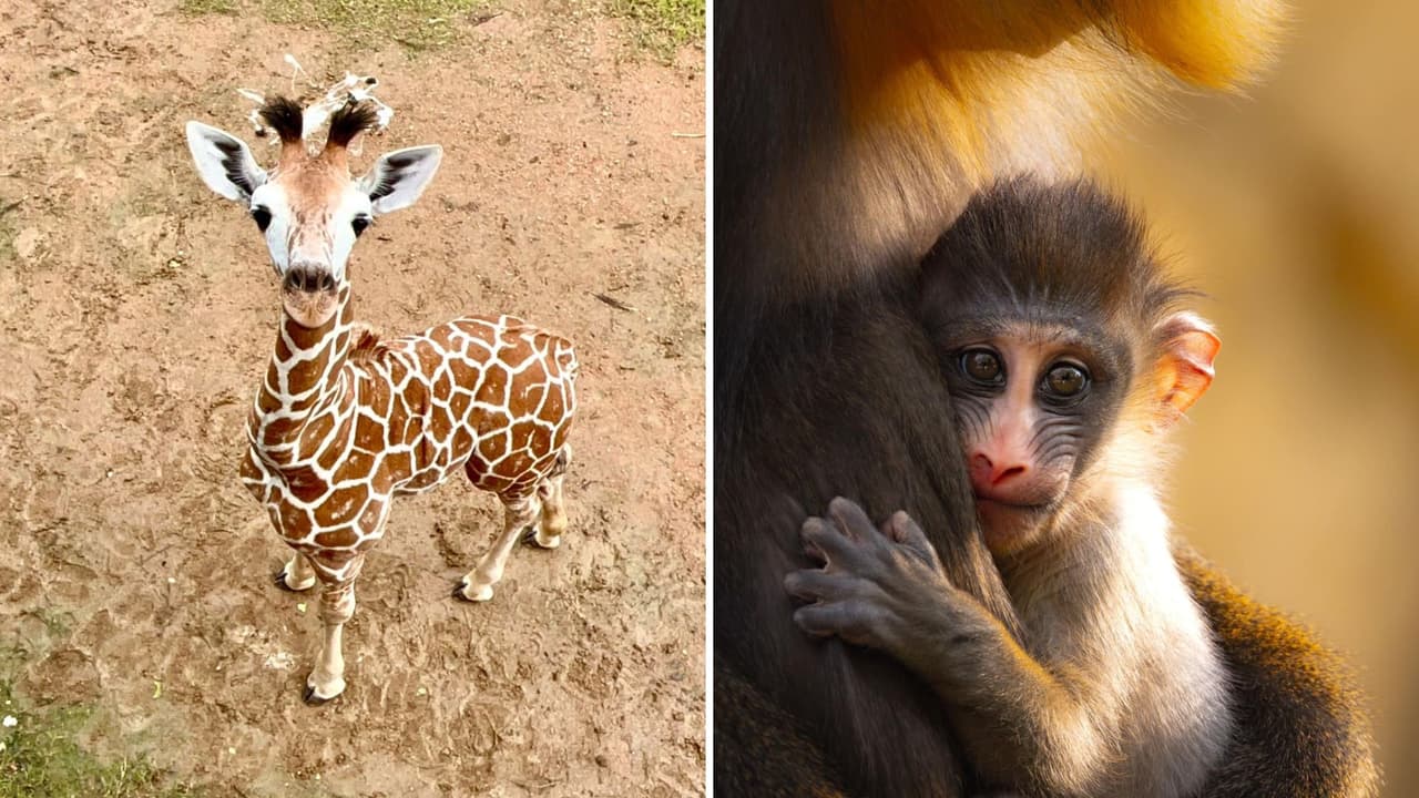 <h3 class="cms-H3-H3">Un día lleno de diversión y aprendizaje </h3>
<br>Visitar el Zoológico de Fort Worth un miércoles no solo es una forma accesible de disfrutar de este lugar, sino también una experiencia que puede marcar la diferencia en 
<b>la forma en que los niños perciben la naturaleza y los animales</b>. Este es un excelente plan para familias locales o quienes buscan 
<b>una salida económica, pero llena de aprendizaje y diversión.</b>