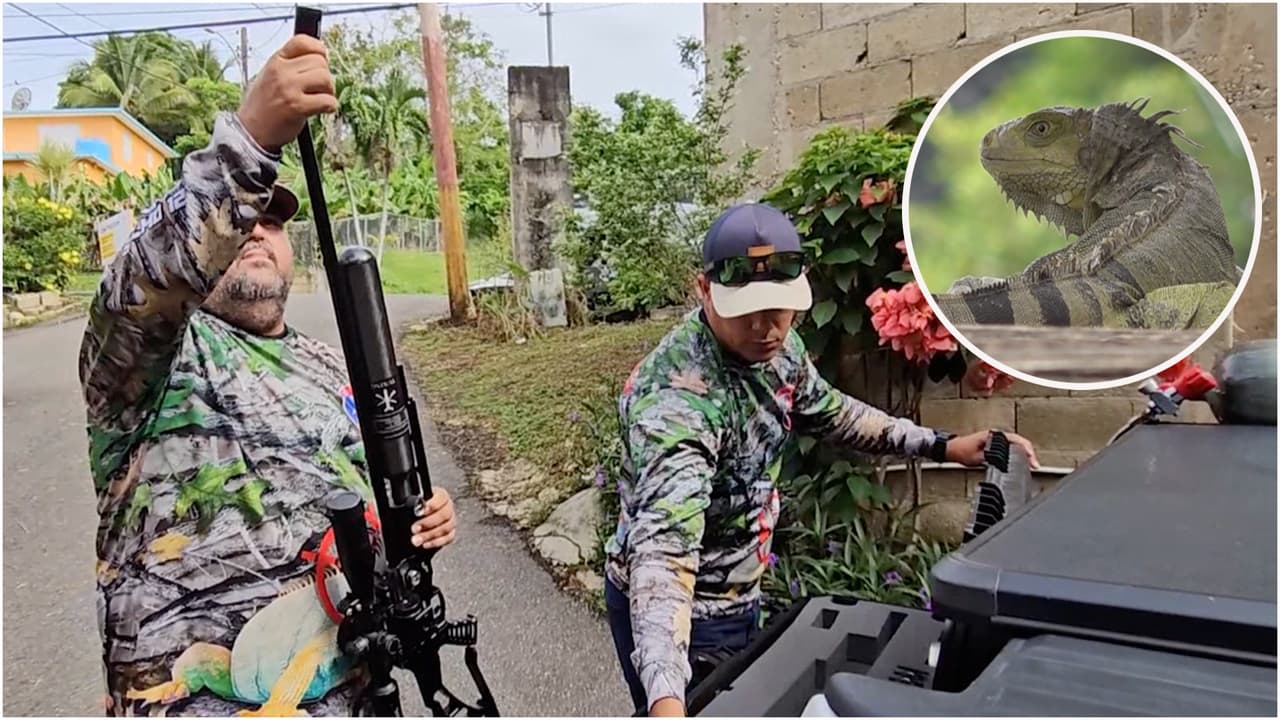 Vestidos de militar y con rifles: grupos cazan y comen iguanas en Puerto Rico para controlar su población