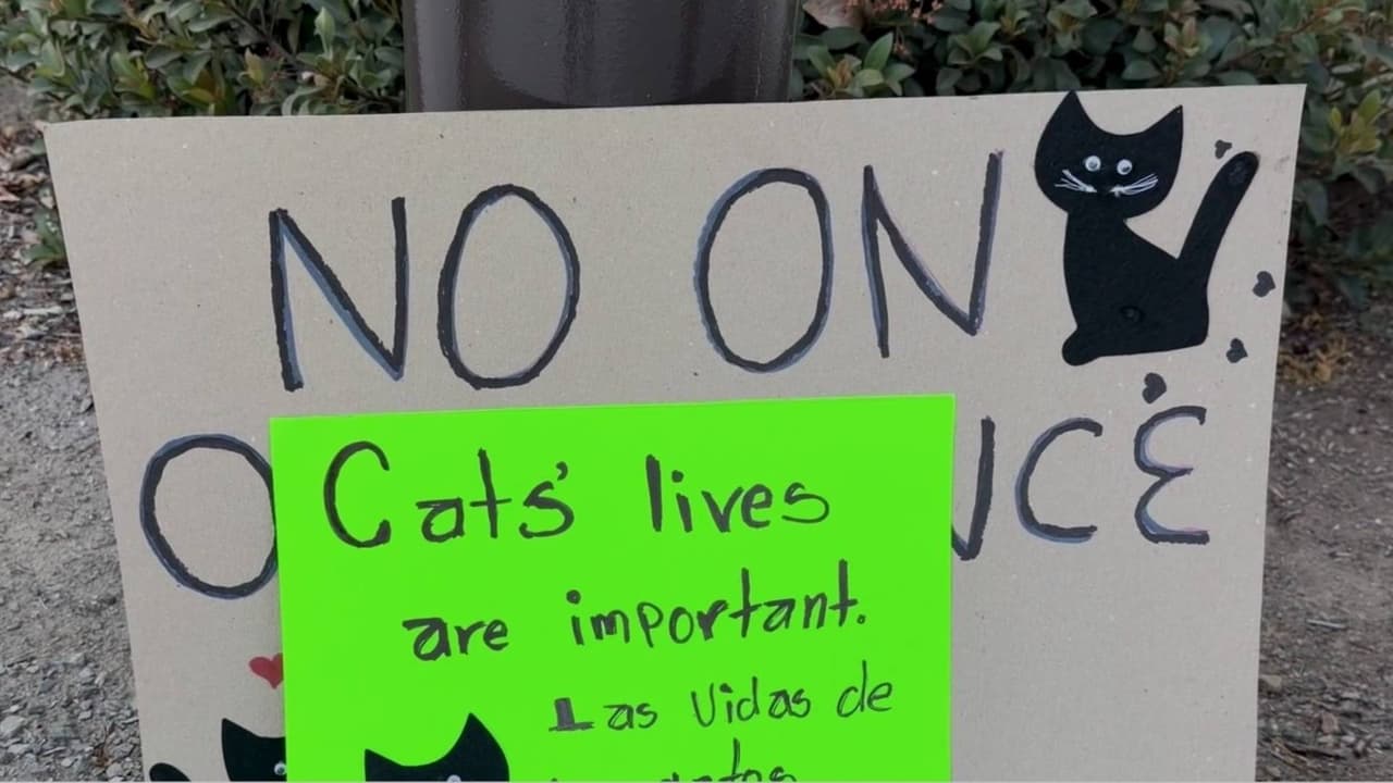 Ripon analiza multa de $100 o más por alimentar gatos callejeros